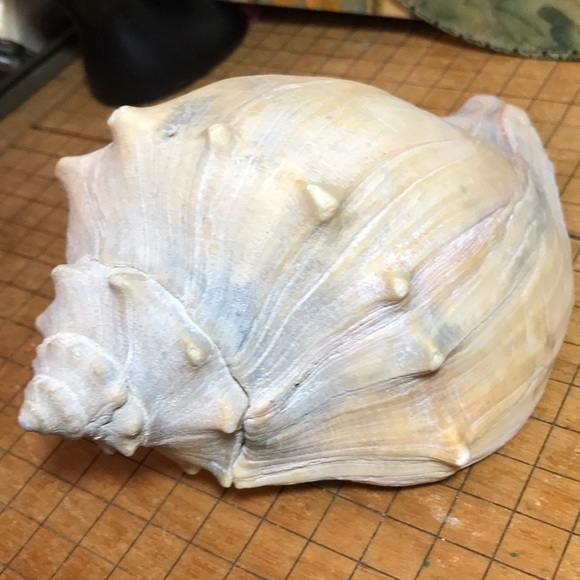 Knobbed Atlantic Whelk Shell Large 7.25”Lx4.5”Wx3.25”H Weight 9.9oz GUC - Picture 3 of 9